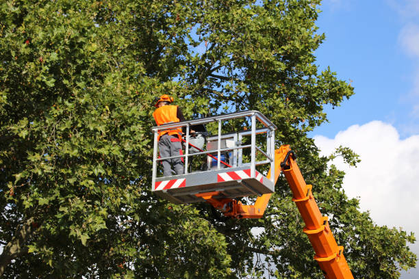 Reliable Detroit Beach, MI Tree Removal and Landscaping Services Solutions